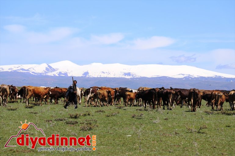 gelmesiyle meraları - doldurdu ahırlardan Baharın hayvanlar AĞRI çıkan 6