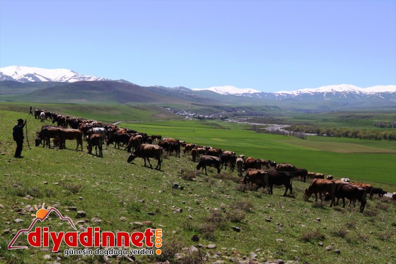 ahırlardan AĞRI Baharın çıkan gelmesiyle doldurdu meraları - hayvanlar 7