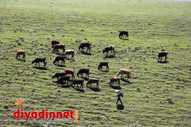 çıkan Baharın doldurdu meraları gelmesiyle ahırlardan - hayvanlar AĞRI 8