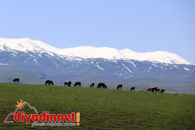 çıkan Baharın ahırlardan gelmesiyle meraları AĞRI - hayvanlar doldurdu 9