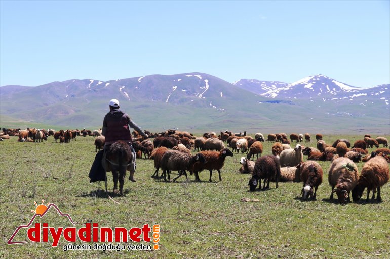 çıkan gelmesiyle doldurdu hayvanlar ahırlardan Baharın meraları - AĞRI 10