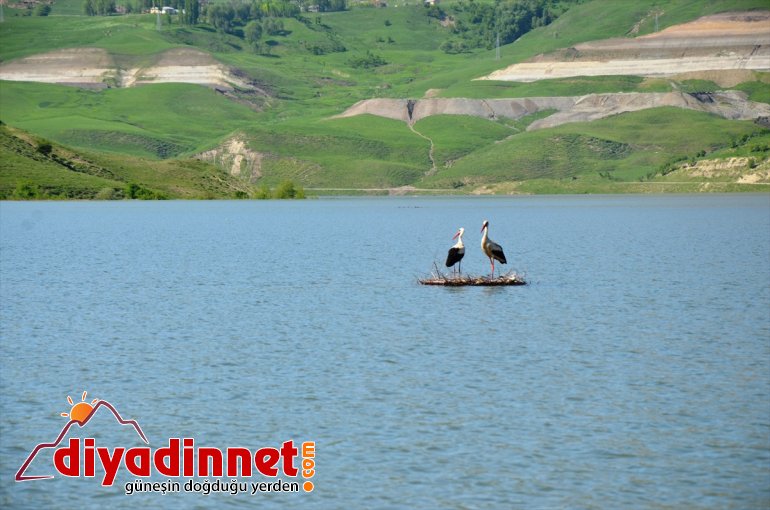 - MUŞ telef 4 yavru su Barajda seviyesinin oldu leylek yükselmesiyle 1