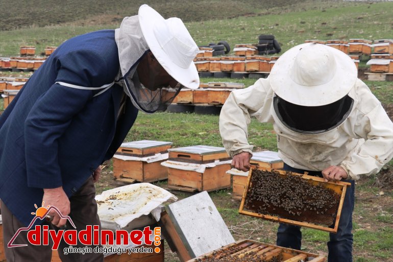 kolları başladı - çalışmalarına sıvayarak Arıcılar AĞRI üretimi bal 4