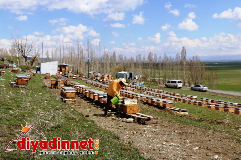 üretimi bal AĞRI sıvayarak kolları başladı çalışmalarına - Arıcılar 8