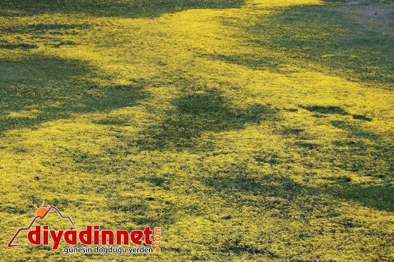 çiçekleriyle düğün Ağrı renklendi 10