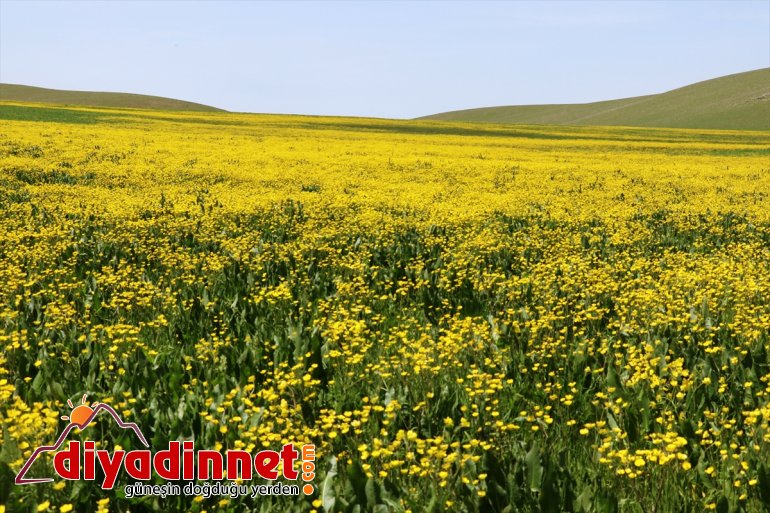 çiçekleriyle Ağrı düğün renklendi 8