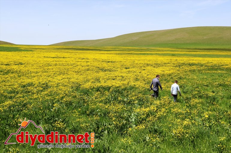 renklendi çiçekleriyle Ağrı düğün 9