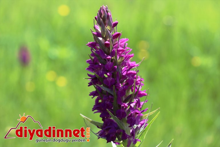 lale renklendi sümbüllerle ve Ağrı