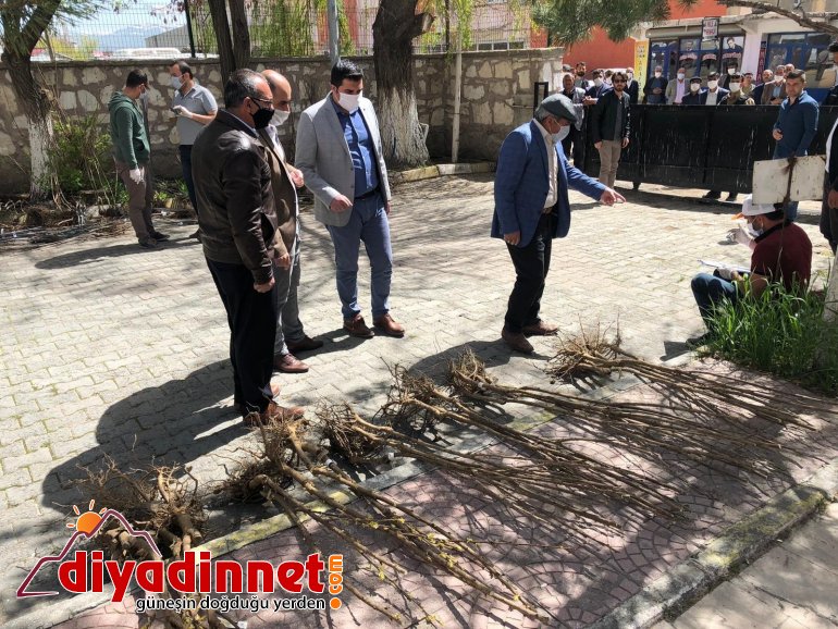 Diyadin Kaymakamı Doğan bin meyve ağacını vatandaşlara dağıttı2