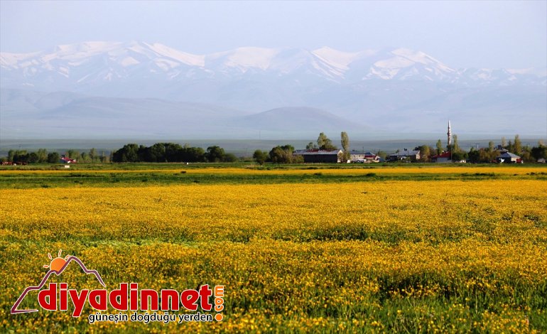 çiçeklerinin Düğün  Ağrı büyülüyor Ovası sarıya boyadığı 2