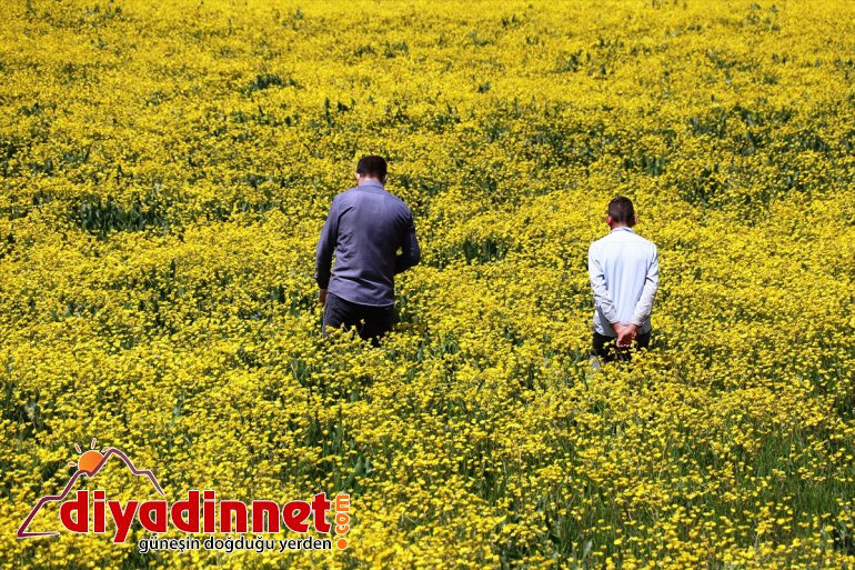 renklendi düğün Ağrı çiçekleriyle 12