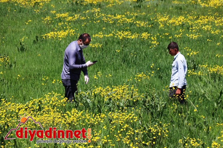 renklendi Ağrı çiçekleriyle düğün 6