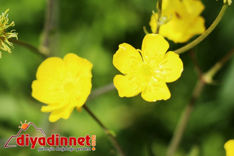 çiçekleriyle düğün renklendi Ağrı 11