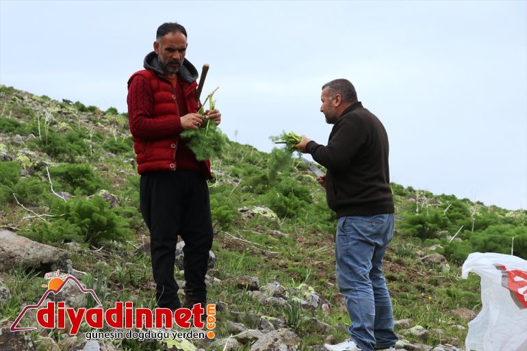 iftar Dağlardan sofralarını gelen - lezzetler ve AĞRI süslüyor sahur 7