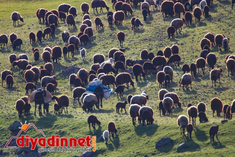 çıkmak Göçerler karların erimesini için yaylaya bekliyor dağlardaki 5