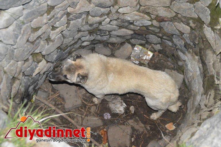 Kuyudan çıkarılan gebe köpek düştüğü bir başka kuyudan da kurtarıldı