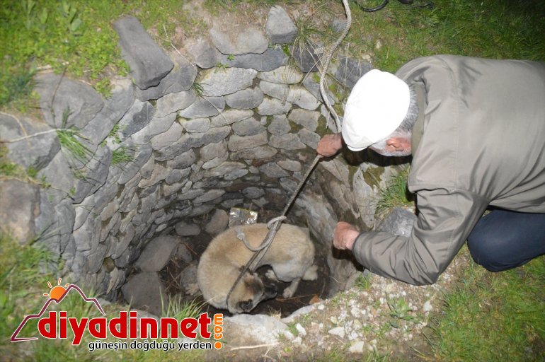 çıkarılan kurtarıldı bir kuyudan başka köpek düştüğü Kuyudan gebe da 3