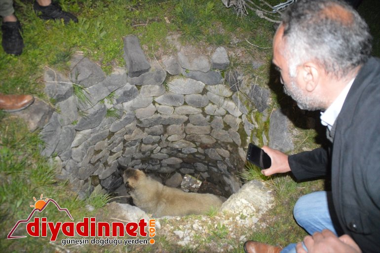 gebe kurtarıldı bir köpek çıkarılan kuyudan düştüğü başka da Kuyudan 2