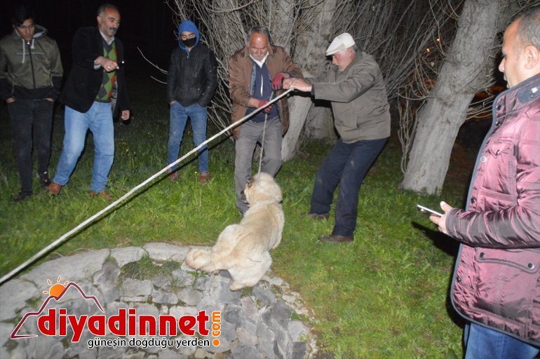 gebe bir Kuyudan kurtarıldı düştüğü kuyudan köpek başka çıkarılan da 5