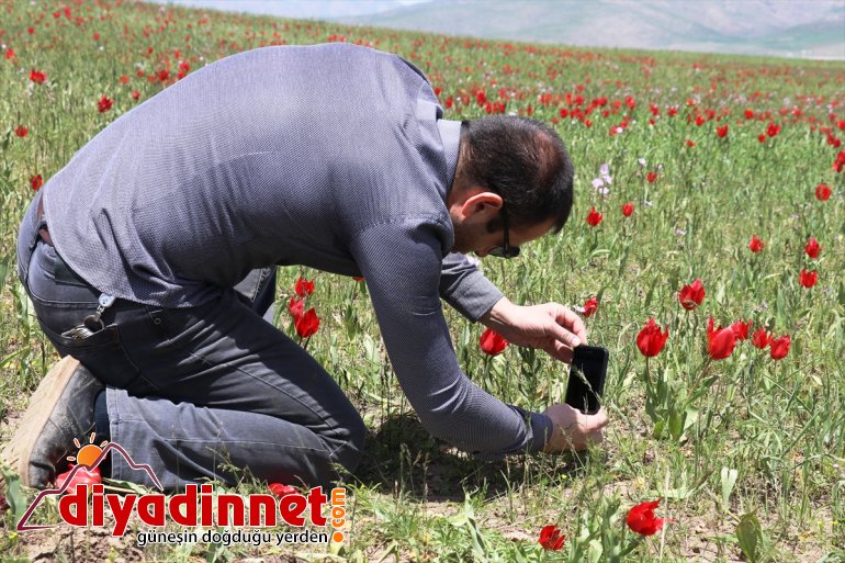 lale dağlar renklendi sümbüllerle ve Ağrı