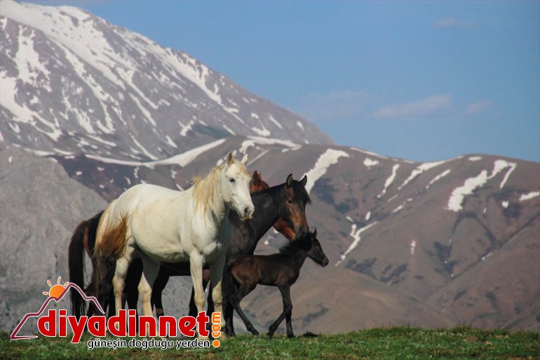 şenlendi Mercan yılkı Dağları atlarıyla yavru 1