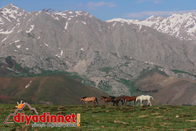 yılkı Dağları şenlendi atlarıyla Mercan yavru 2