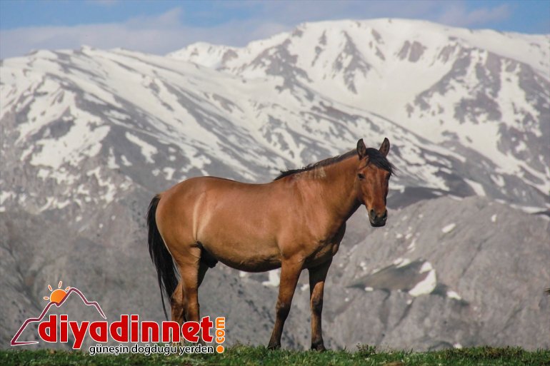 Mercan yılkı yavru şenlendi Dağları atlarıyla 3