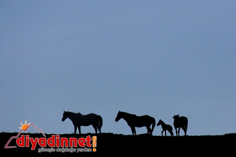 yavru Mercan atlarıyla Dağları yılkı şenlendi 4