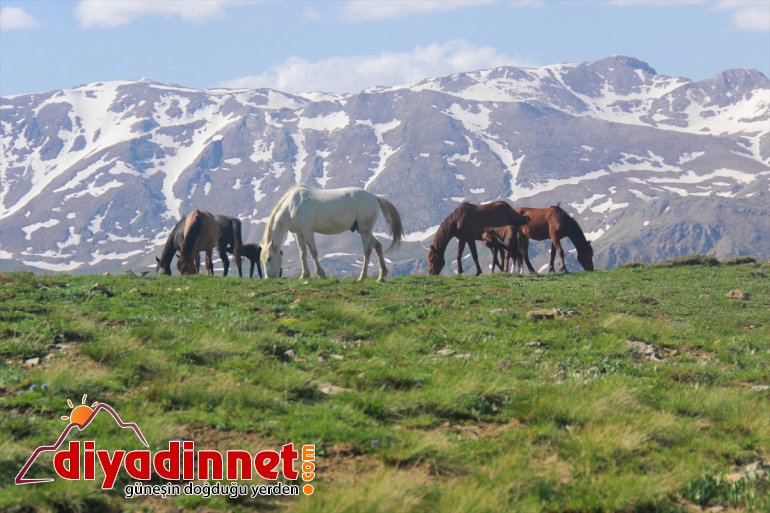 yılkı yavru atlarıyla Dağları Mercan şenlendi 5
