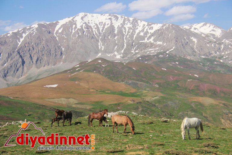 şenlendi Mercan yılkı Dağları atlarıyla yavru 6