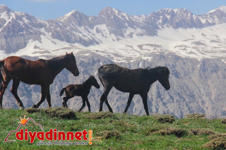 yavru yılkı atlarıyla Mercan Dağları şenlendi 7