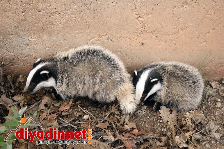 Ovacık'ta nesli tükenme tehlikesi altındaki siyah beyaz renkli porsuklar görüntülendi
