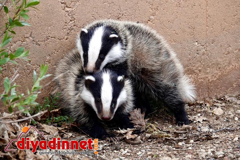 siyah nesli görüntülendi tükenme tehlikesi porsuklar altındaki  renkli Ovacık