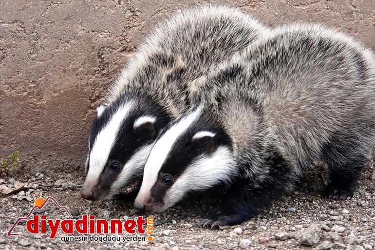 görüntülendi tehlikesi beyaz porsuklar tükenme  siyah Ovacık