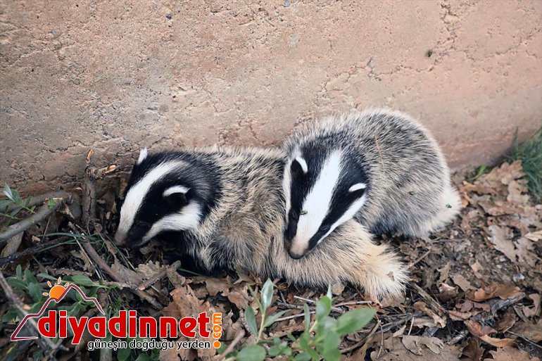 porsuklar siyah tehlikesi  beyaz altındaki görüntülendi renkli tükenme nesli Ovacık