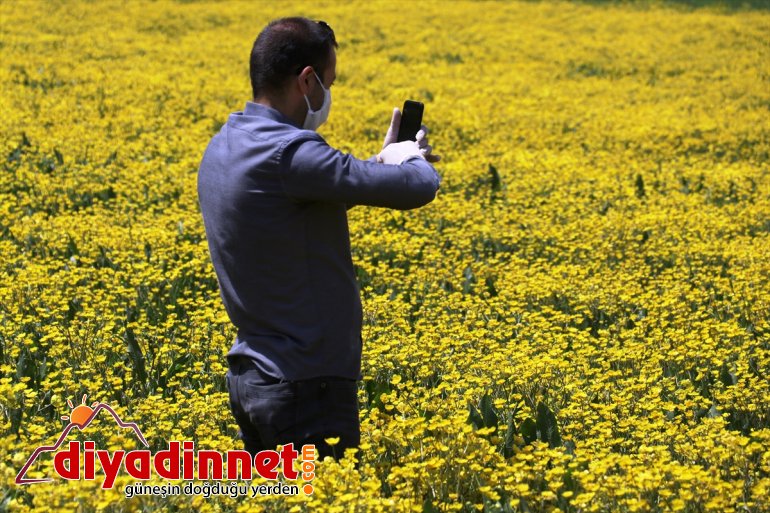 düğün Ağrı renklendi çiçekleriyle 7