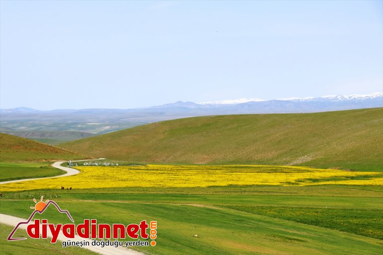 çiçekleriyle renklendi Ağrı düğün 2