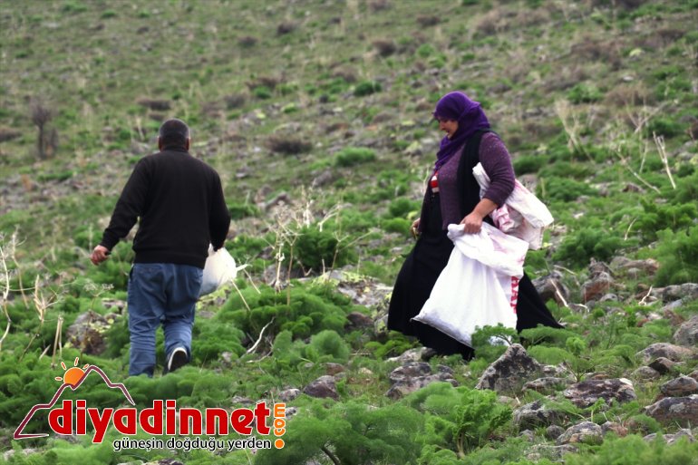 gelen AĞRI - sofralarını iftar süslüyor Dağlardan ve sahur lezzetler 5