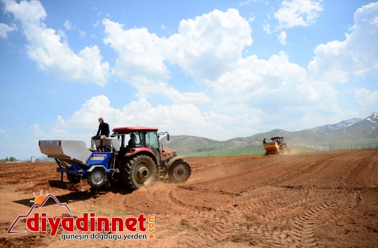 Bitlis'te sertifikalı patates tohumu ekimine başlandı