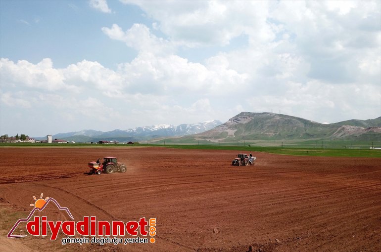 Sertifikalı patates tohumu başlandı BİTLİS - ekimine 11