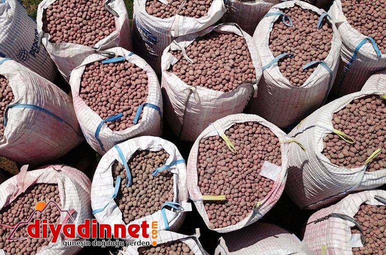 Sertifikalı patates - tohumu BİTLİS başlandı ekimine 13