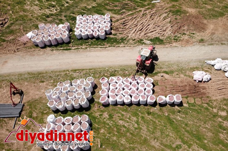 tohumu ekimine - Sertifikalı patates BİTLİS başlandı 14