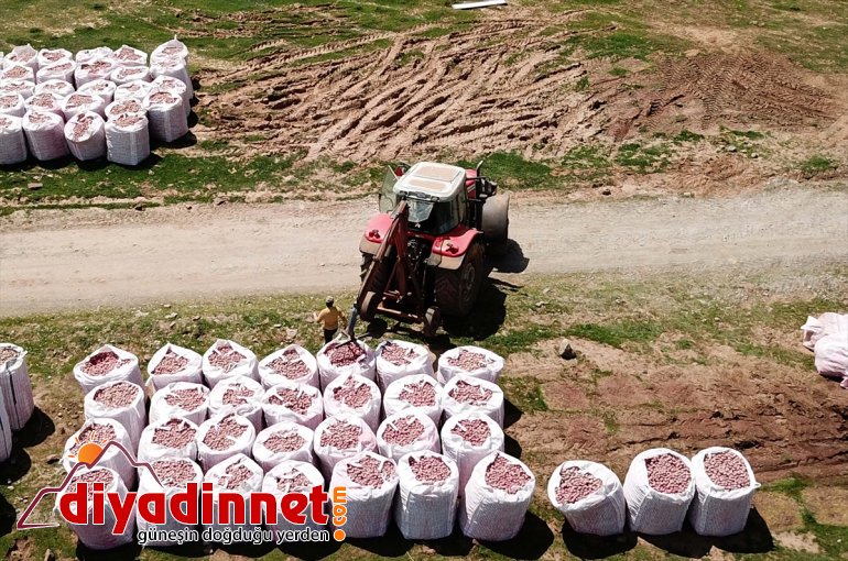başlandı tohumu Sertifikalı ekimine - BİTLİS patates 15