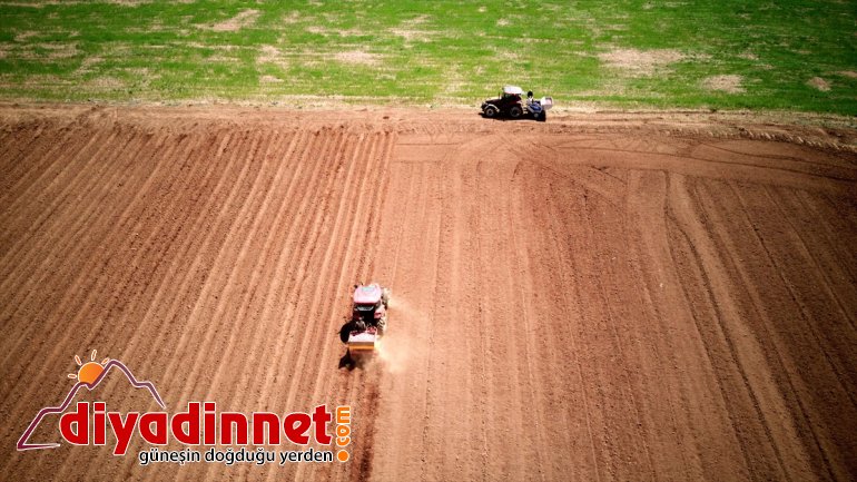 ekimine tohumu BİTLİS Sertifikalı - patates başlandı 17