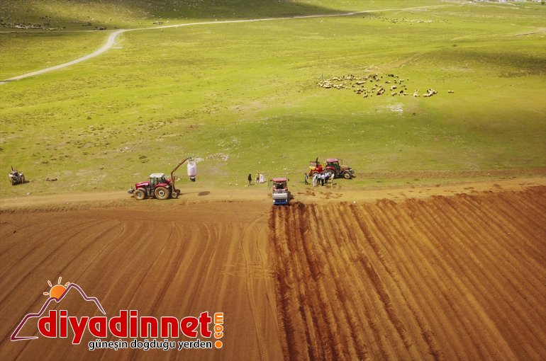 Sertifikalı başlandı tohumu ekimine - patates BİTLİS 20