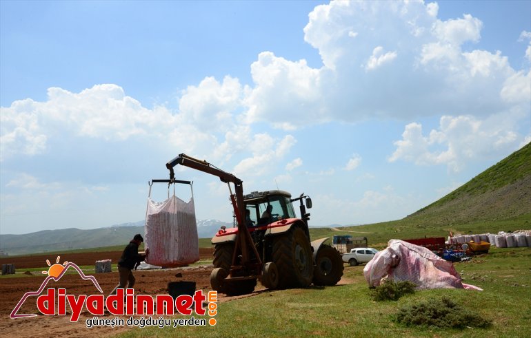 ekimine Sertifikalı patates - BİTLİS tohumu başlandı 3