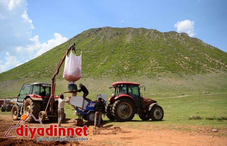 başlandı Sertifikalı tohumu ekimine - patates BİTLİS 4