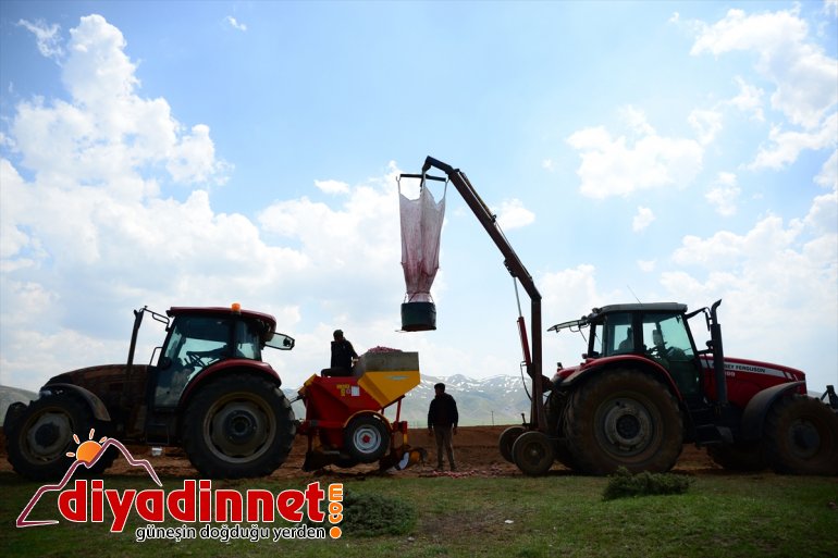 başlandı BİTLİS patates - ekimine Sertifikalı tohumu 5