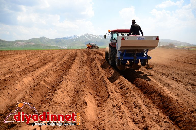 patates - Sertifikalı tohumu başlandı ekimine BİTLİS 6