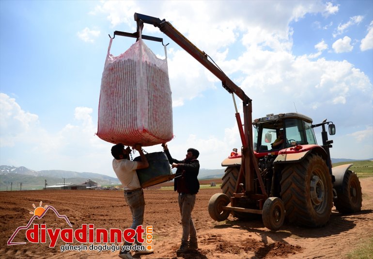 patates tohumu Sertifikalı - başlandı BİTLİS ekimine 7